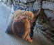 the highland cow way revisited again