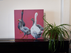 Wondering geese canvas print